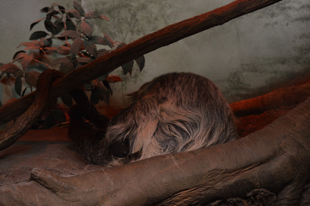 Slothの写真素材