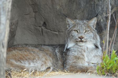 Lynx