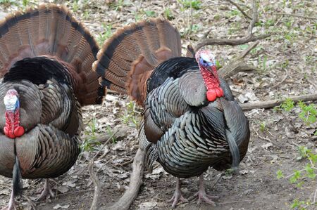 Turkey