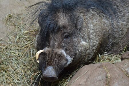 Pigの写真素材