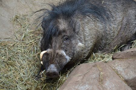 Pigの写真素材