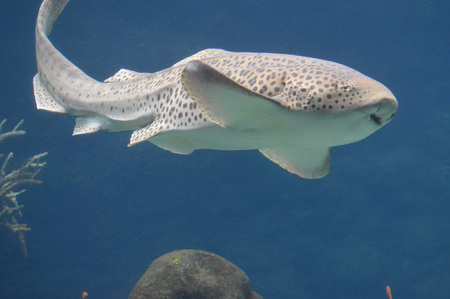 Shark