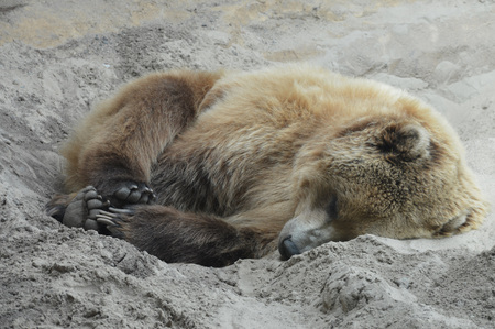 Grizzly Bearの写真素材