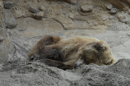 Grizzly Bearの写真素材