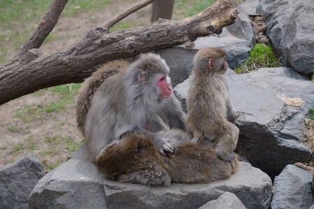 Snow Monkeyの写真素材