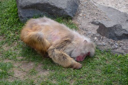 Snow Monkeyの写真素材