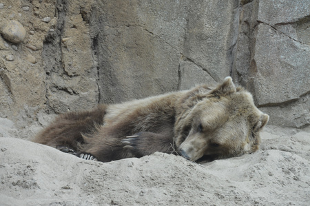 Grizzly Bearの写真素材