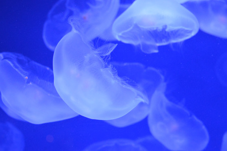 Jellyfishの写真素材