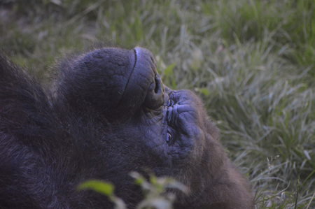 Gorilla laying on the groundの写真素材