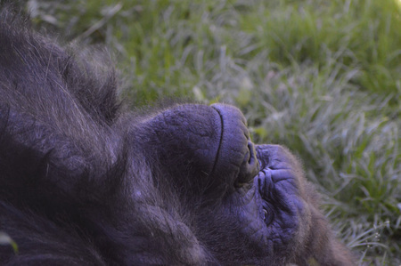 Gorilla laying on grassの写真素材