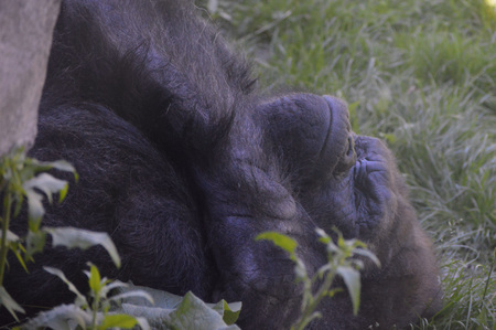 Gorilla laying on grassの写真素材