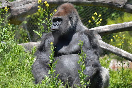 Gorilla sitting under sunlight