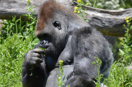 Gorilla sitting under sunlightの写真素材