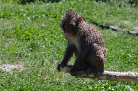 Snow Monkey