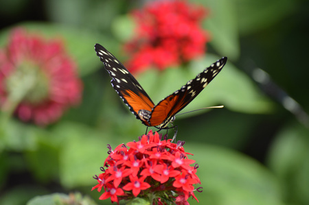 Closeup butterfly on flower