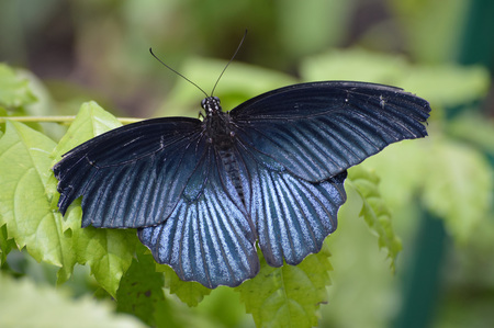 Butterflyの写真素材