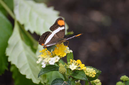 Closeup butterfly on flowerの写真素材
