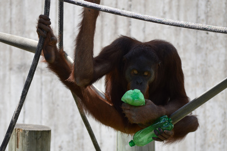 Orangutan