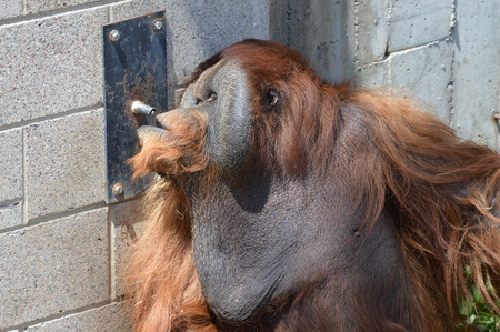 Orangutanの写真素材