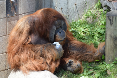 Orangutanの写真素材