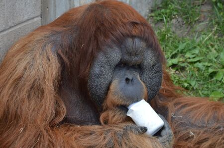Orangutanの写真素材