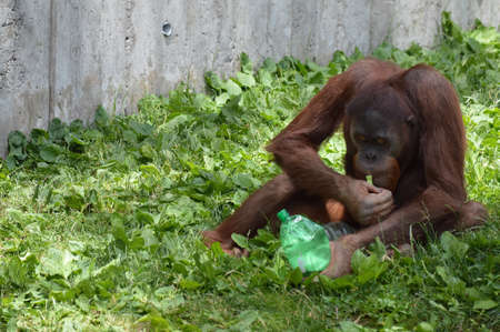 Orangutanの写真素材