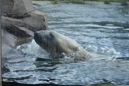 Polar bear