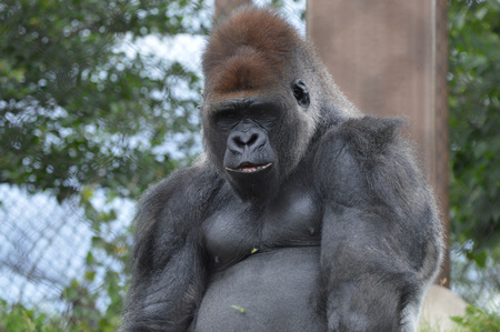 Gorillaの写真素材