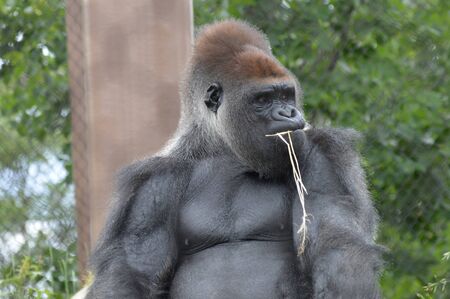 Gorillaの写真素材