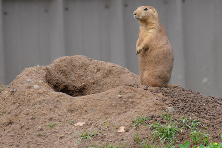 Prairie dogの写真素材