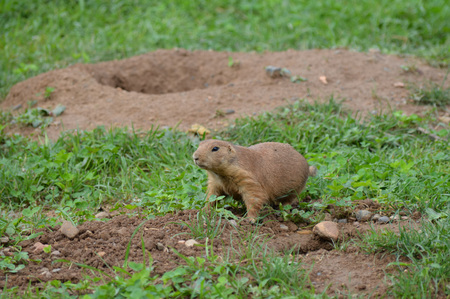 Prairie dogの写真素材