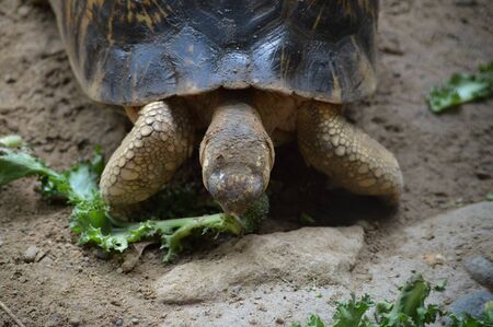 Turtle close up.