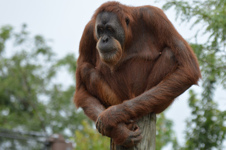 Orangutan sitting on tree barkの写真素材