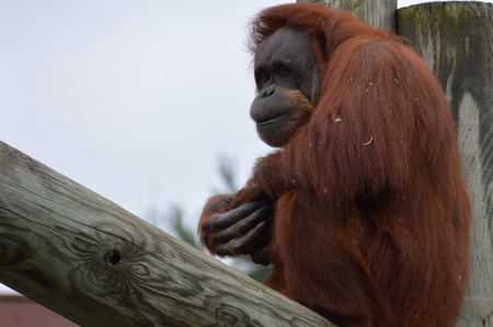Orangutan sitting on tree barkの写真素材