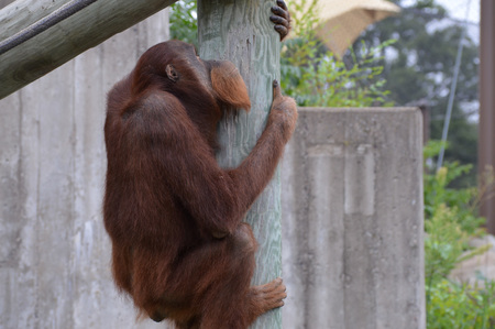Orangutan climbingの写真素材