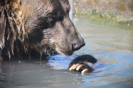 Bear cleaning its claws in the river