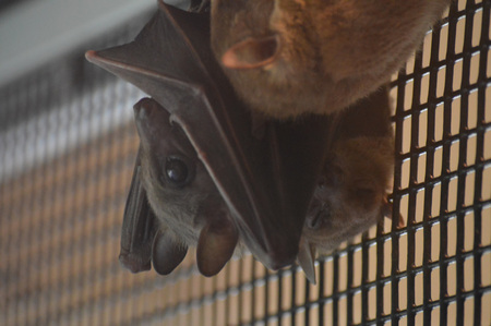 Bat sleeping in the cage