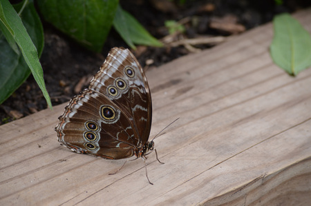 Butterfly