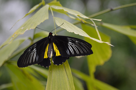 Butterfly close up.の写真素材