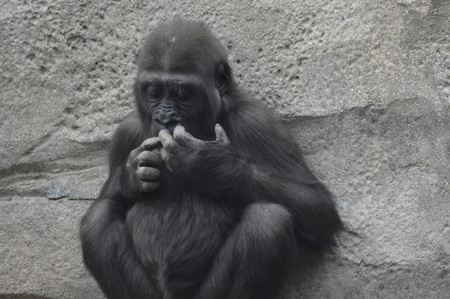 Gorillaの写真素材