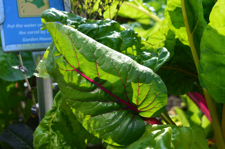 Chard background.の写真素材