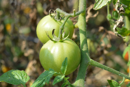 Tomatoesの写真素材