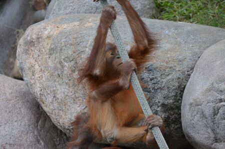 Orangutan background.の写真素材