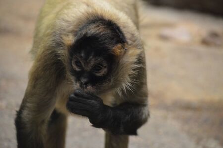 Spider Monkey
