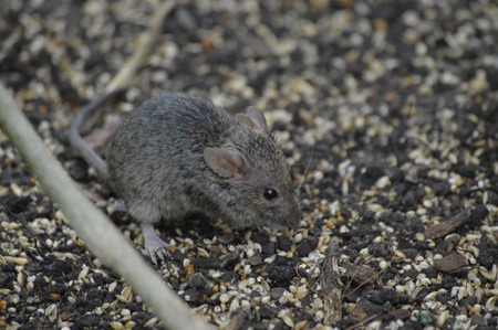 Mouse