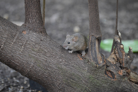 Mouse