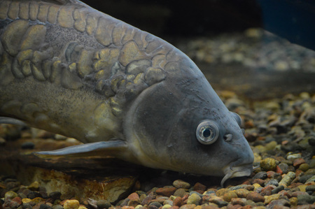Carp close-upの写真素材