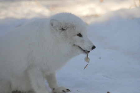 Arctic foxの写真素材