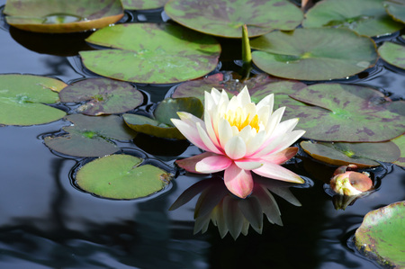 Water lilyの写真素材