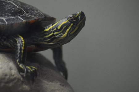 Turtleの写真素材